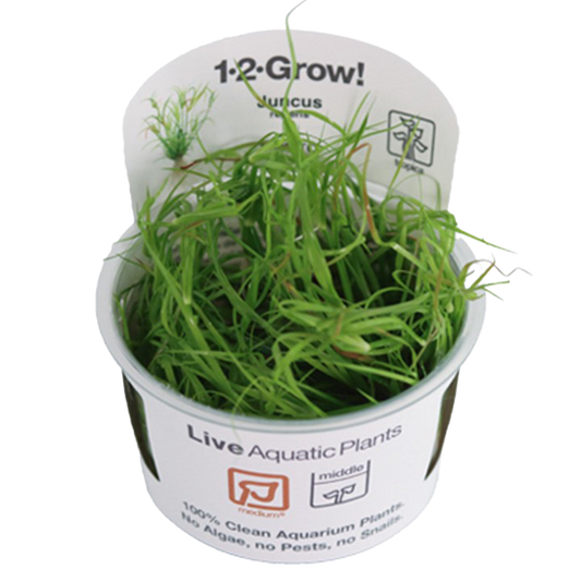 1-2-Grow! Juncus repens