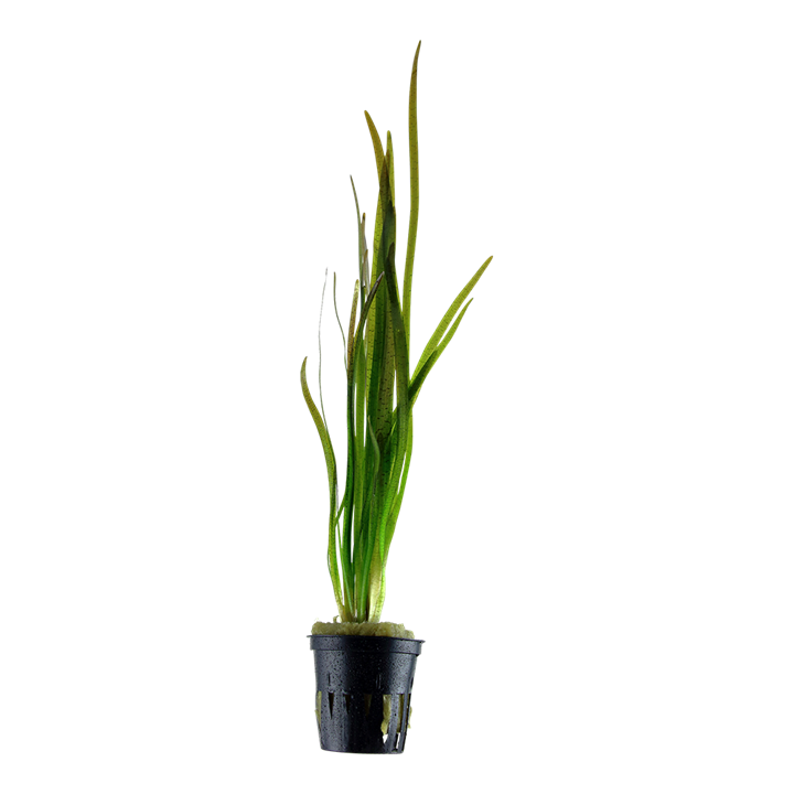 AG | Vallisneria Spiralis 'Tiger' - Pot