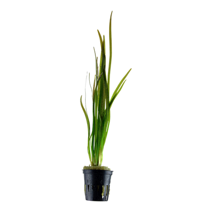 AG | Vallisneria Spiralis 'Tiger' - Pot