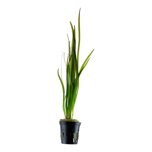Tropica | Vallisneria Spiralis 'Tiger'