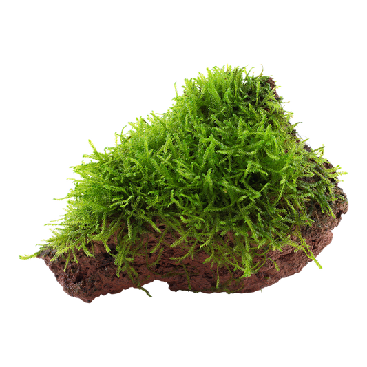Taxiphyllum barbieri 'Bogor Moss' or 'Java Moss' - on lava stone