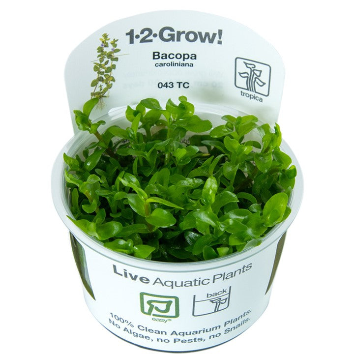 1-2-Grow! Bacopa caroliniana