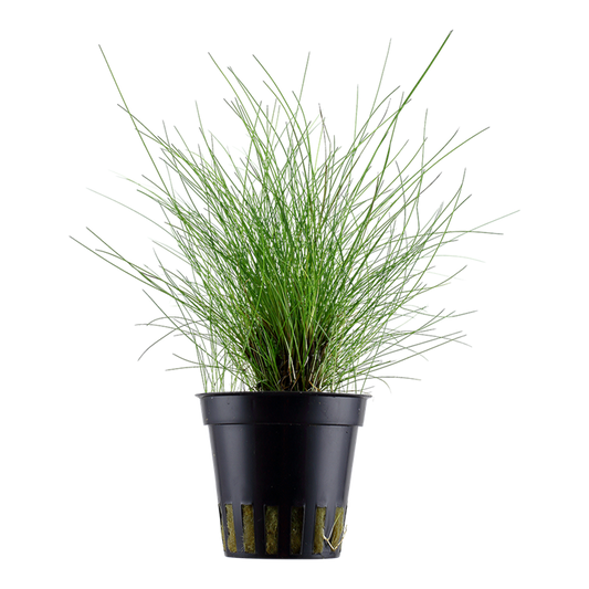 Tropica | Eleocharis parvula - Pot