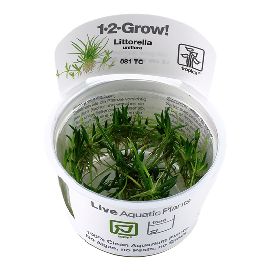 1-2-Grow! Littorella uniflora