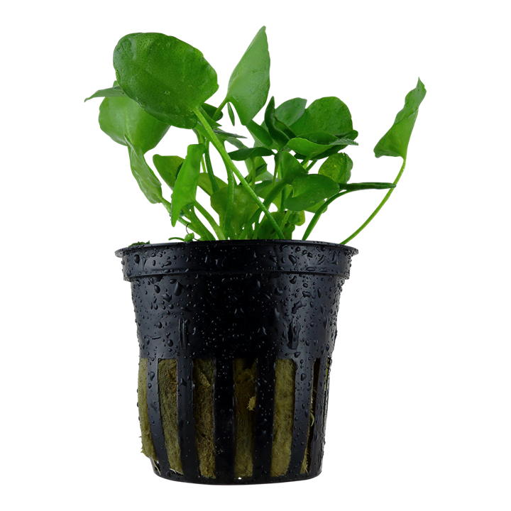 Tropica | Nymphoides hydrophylla 'Taiwan' - Pot