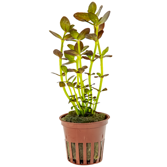 Tropica | Bacopa salzmannii 'Purple' - Pot