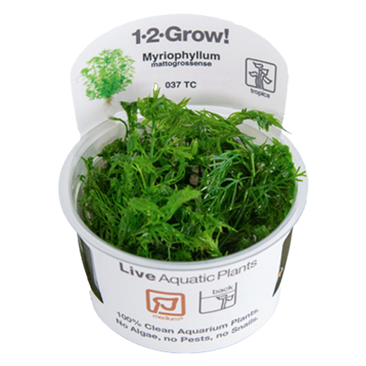 1-2-Grow! Myriophyllum mattogrossense