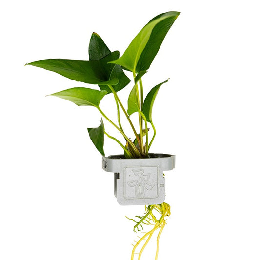 Tropica | Anubias gracilis - Plant clip