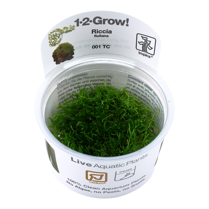 1-2-Grow! Riccia fluitans