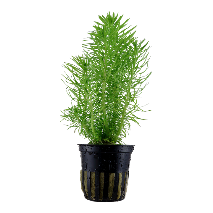 AG | Pogostemon deccanensis or Pogostemon erectus - Pot