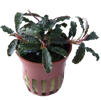 Bucephalandra ‘Kedagang’ - Pot