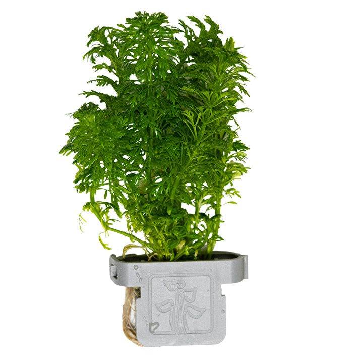 Tropica | Limnophila sessiliflora or Ambulia - Plant clip