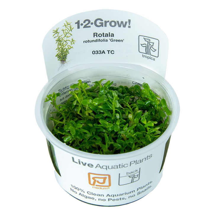 1-2-Grow! Rotala rotundifolia ‘Green’