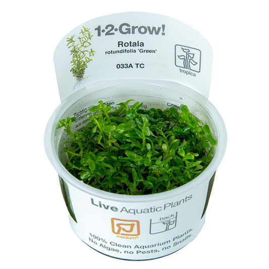 1-2-Grow! Rotala rotundifolia ‘Green’
