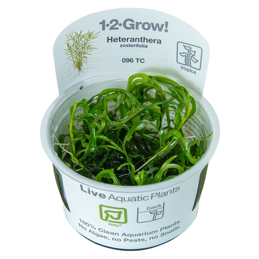 1-2-Grow! Heteranthera zosterifolia