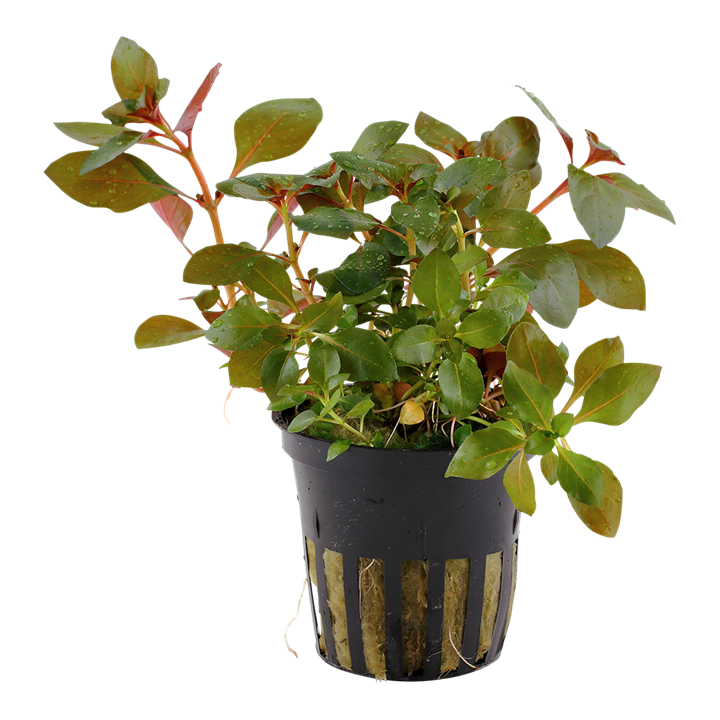 Tropica | Ludwigia repens 'Rubin' - Pot