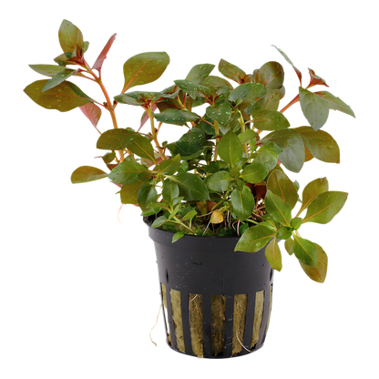 Tropica | Ludwigia repens 'Rubin' - Pot
