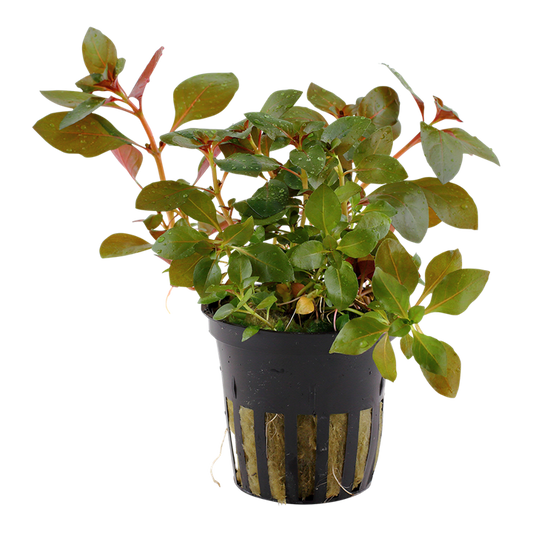 Tropica | Ludwigia repens 'Rubin' - Pot