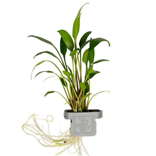 Tropica | Cryptocoryne x willisii - Plant clip