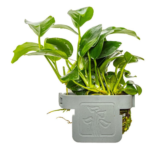 Tropica | Anubias barteri 'Petite' - Plant clip