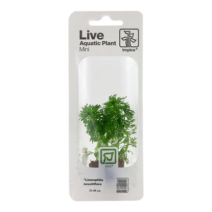 Limnophila sessiliflora - Mini in blister package