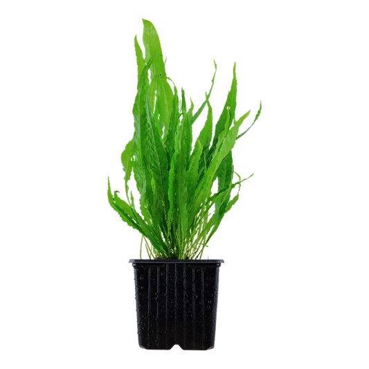 Microsorum pteropus or 'Java fern' - XL Pot - MOTHER PLANT