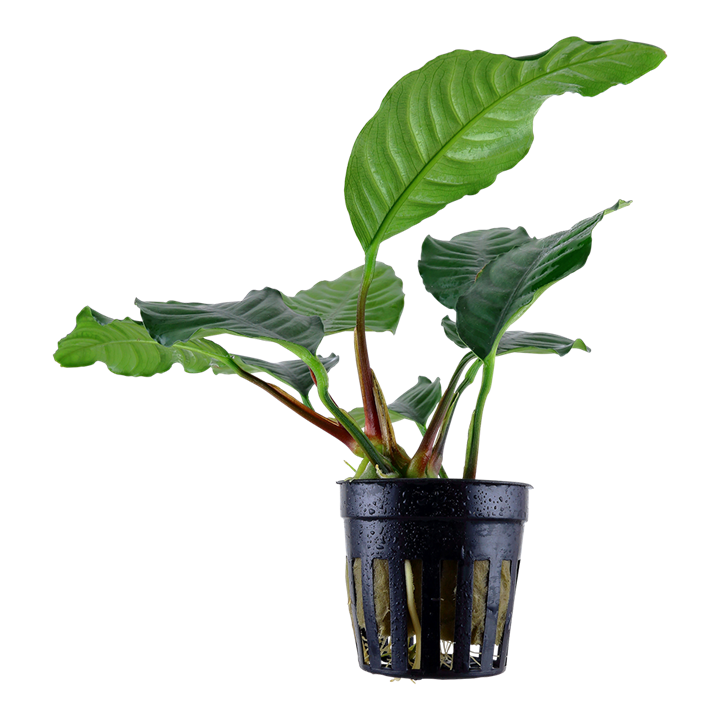 AG | Anubias barteri var. 'Coffeifolia' - Pot