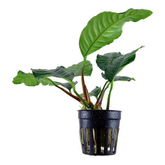 AG | Anubias barteri var. 'Coffeifolia' - Pot