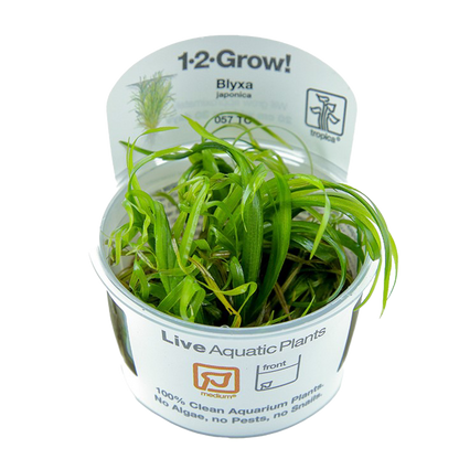 1-2-Grow! Blyxa japonica