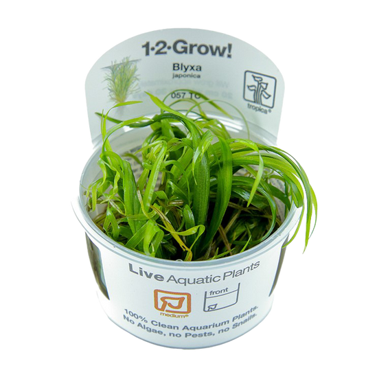 1-2-Grow! Blyxa japonica