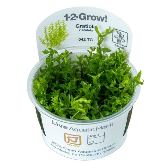 1-2-Grow! Gratiola viscidula