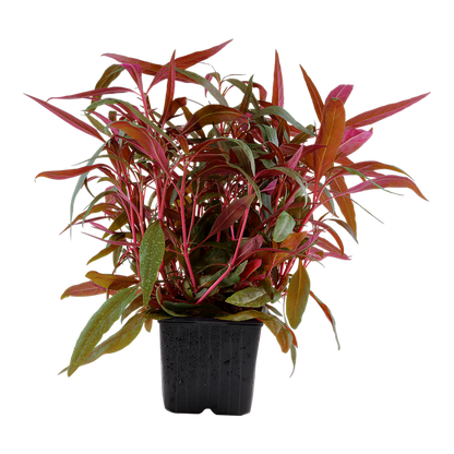 Alternanthera reineckii 'Pink' - XL Pot - MOTHER PLANT