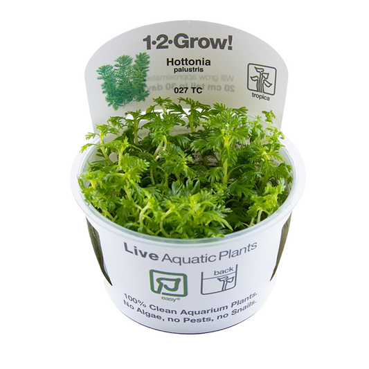 1-2-Grow! Hottonia palustris