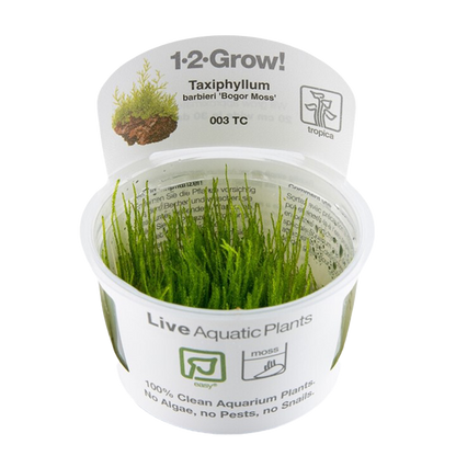 1-2-Grow! Taxiphyllum barbieri 'Bogor Moss' or 'Java Moss'