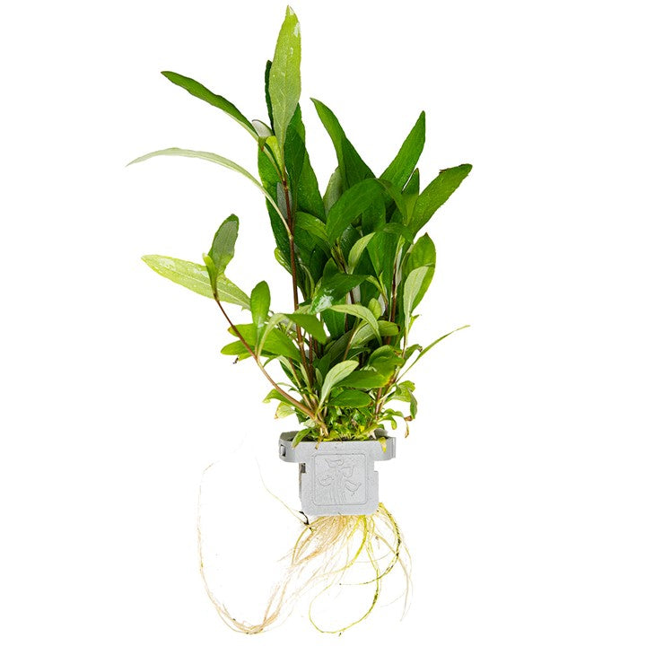 Tropica | Hygrophila corymbosa 'Siamensis 53B' - Plant clip