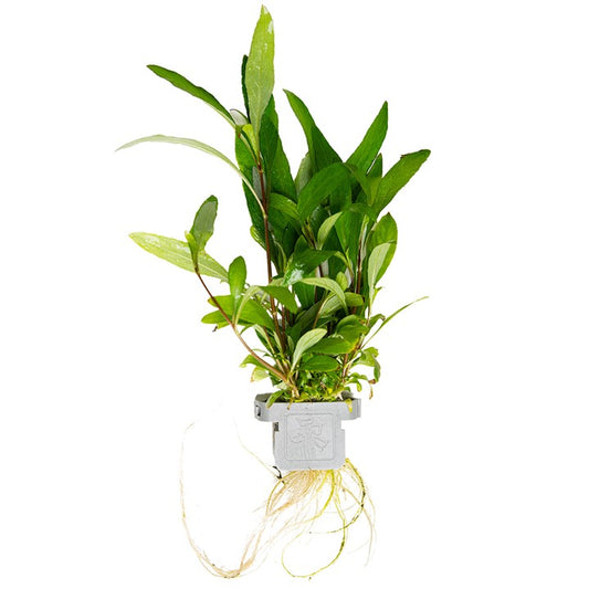 Tropica | Hygrophila corymbosa 'Siamensis 53B' - Plant clip