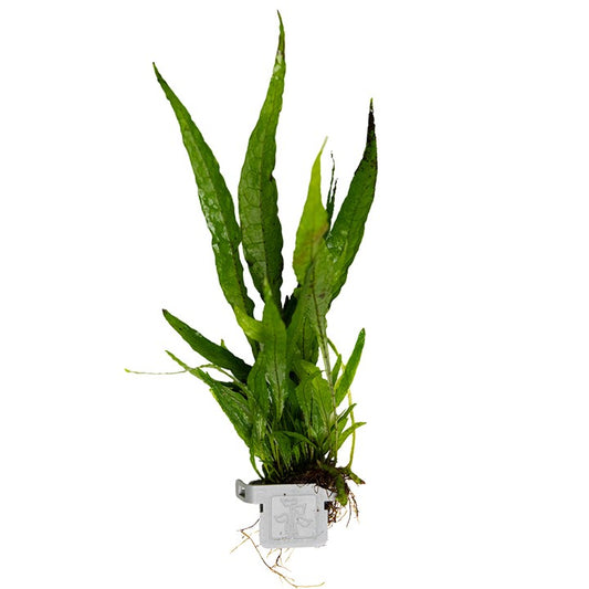 Tropica | Microsorum pteropus or 'Java fern' - Plant clip