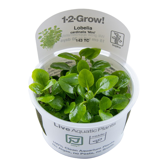 1-2-Grow! Lobelia cardinalis 'Mini'