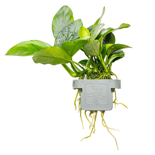 Tropica | Anubias barteri nana - Plant clip