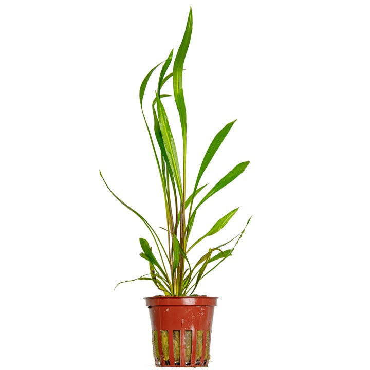 Tropica | Cryptocoryne spiralis 'Red' - Pot