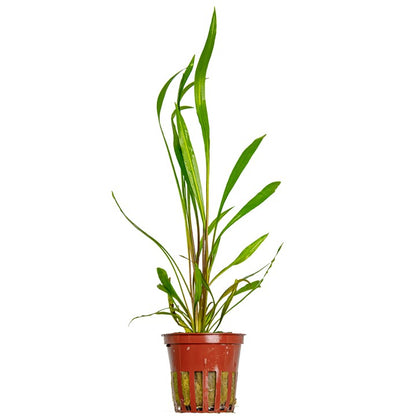 Tropica | Cryptocoryne spiralis 'Red' - Pot