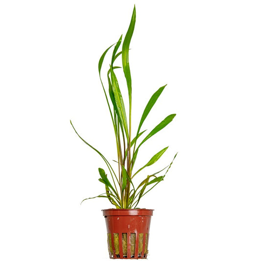 Tropica | Cryptocoryne spiralis 'Red' - Pot