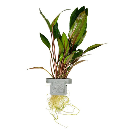 Tropica | Cryptocoryne beckettii 'Petchii' - Plant clip