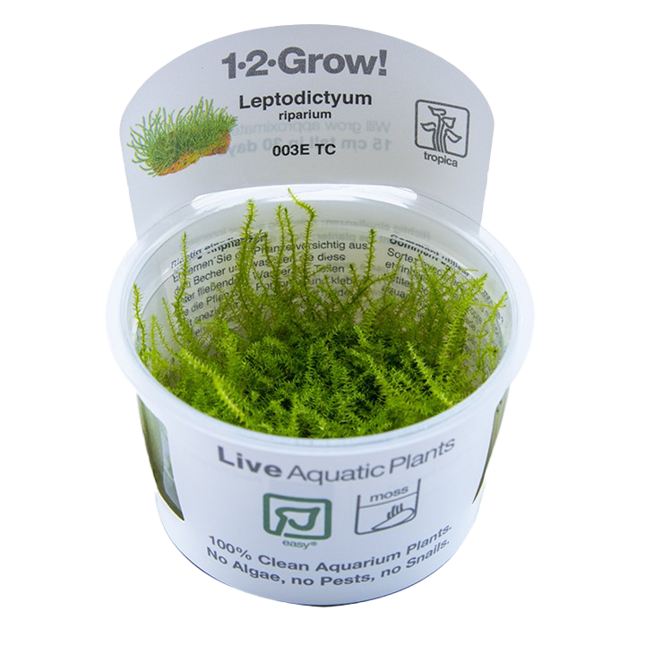 1-2-Grow! Leptodictyum riparium