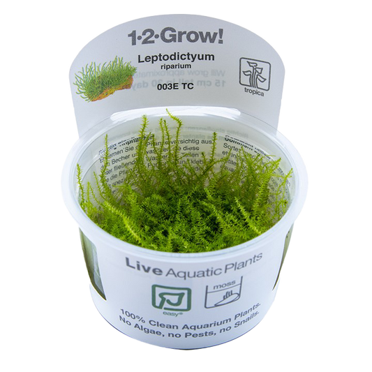 1-2-Grow! Leptodictyum riparium