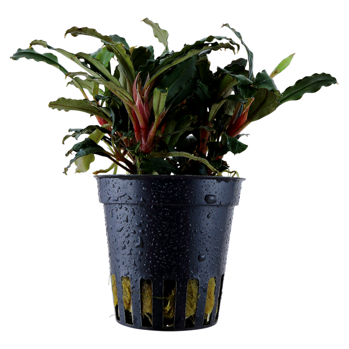 Bucephalandra sp. 'Red' - Pot