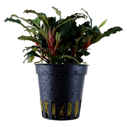 Bucephalandra sp. 'Red' - Pot