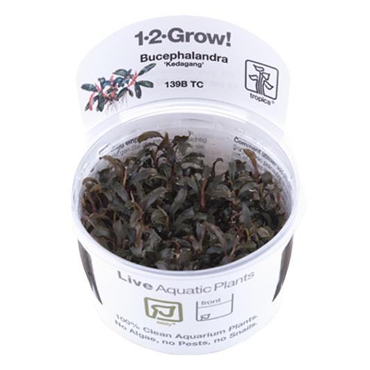 1-2-Grow! Bucephalandra 'Kedagang'