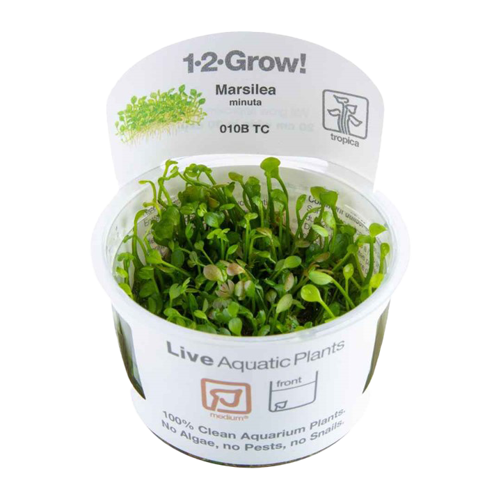 1-2-Grow! Marsilea crenata or Marsilea minuta