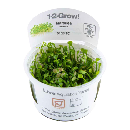 1-2-Grow! Marsilea crenata or Marsilea minuta